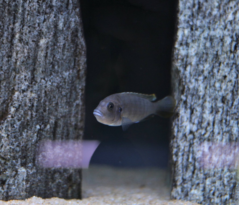 Cynotilapia afra 'Border'